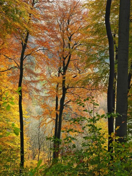 Wald herbstlich